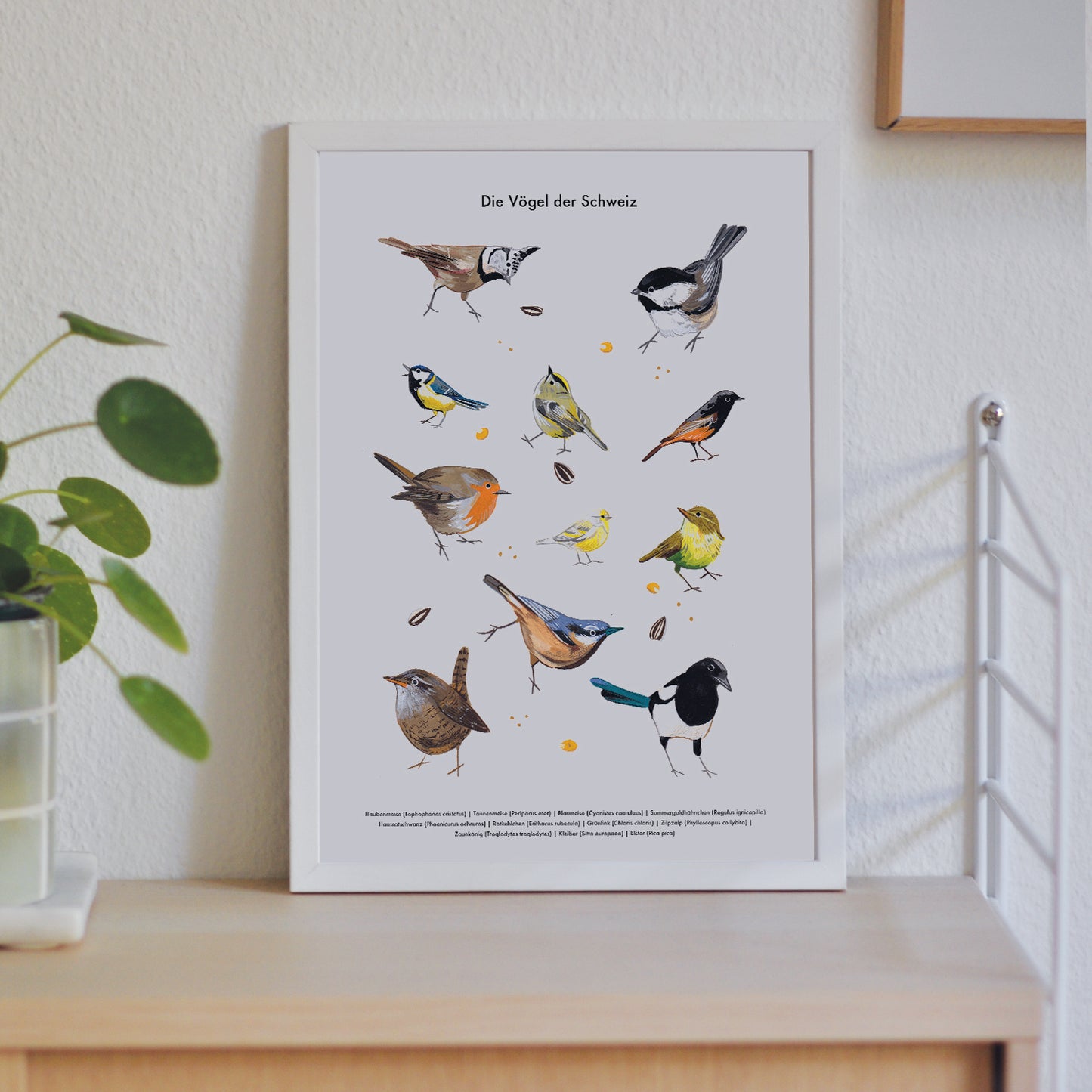 Die Vögel der Schweiz