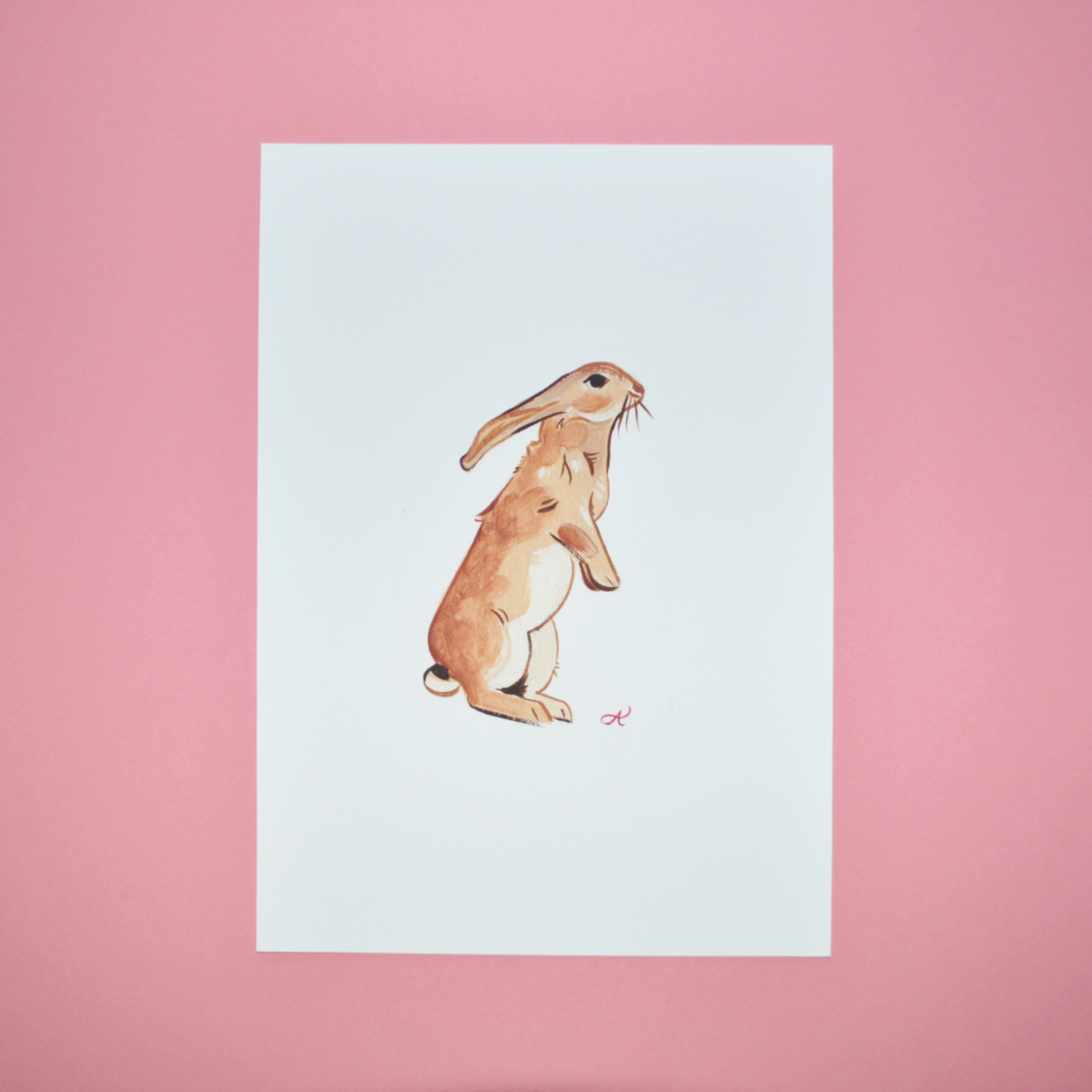 Rabbit